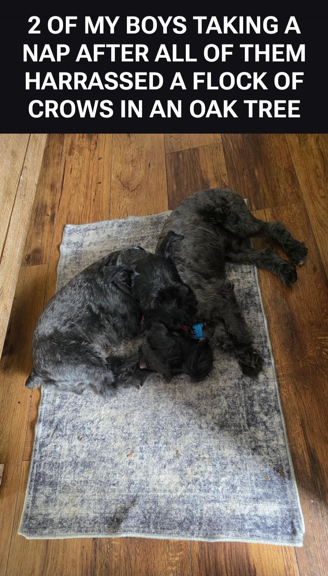 2 OF MY BOYS TAKING A NAP AFTER ALL OF THEM HARRASSED A FLOCK OF CROWS IN AN OAK TREE