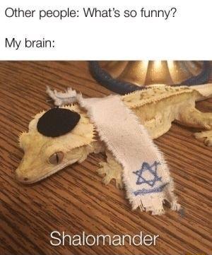 Other people Whats so funny My brain Shalomander