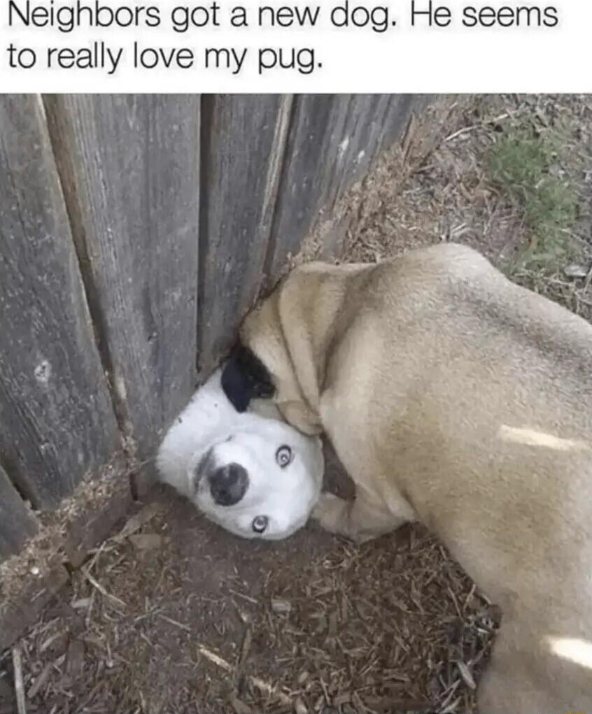 INeighbors got a new to really love my pug
