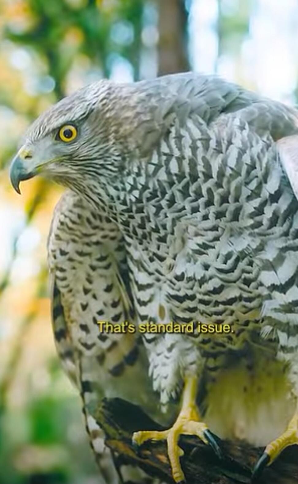 That's standard issue.