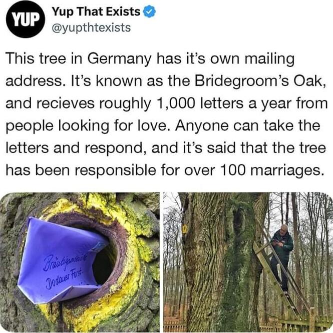 Yup That Exists yupthtexists This tree in Germany has its own mailing address Its known as the Bridegrooms Oak and recieves roughly 1000 letters a year from people looking for love Anyone can take the letters and respond and its said that the tree has been responsible for over 100 marriages