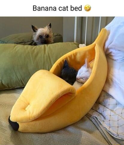 Banana cat bed