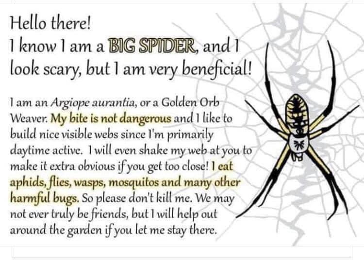 Hello there 1 know 1 am a BIG SPIDER and 1 look scary but 1 am very beneficial 1am an Argiope aurantia or a Golden Orb Weaver My bite is not dangerous and 1 ike to build nice visible webs since Im primarily daytime active 1 will even shake my web at you to make it extra obvious if you get too close 1 eat ma fles wasps mosquitos and many other So please dont kill me Wc may m ever truly be friends b