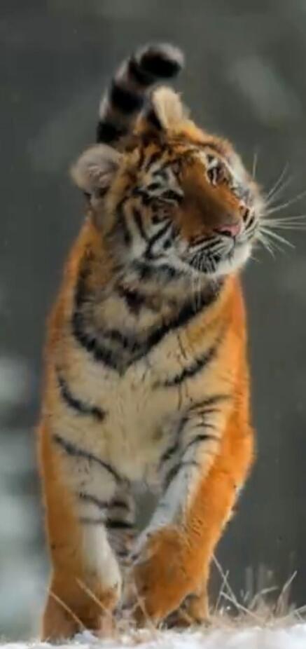 Tiger cub raising its paw.