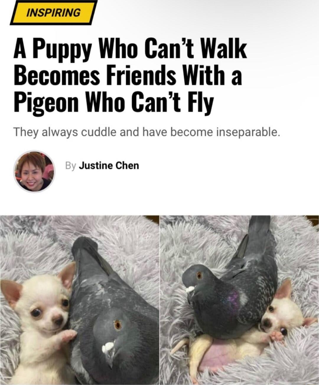 A Puppy Who Cant Walk Becomes Friends With a Pigeon Who Cant Fly They always cuddle and have become inseparable Justine Chen