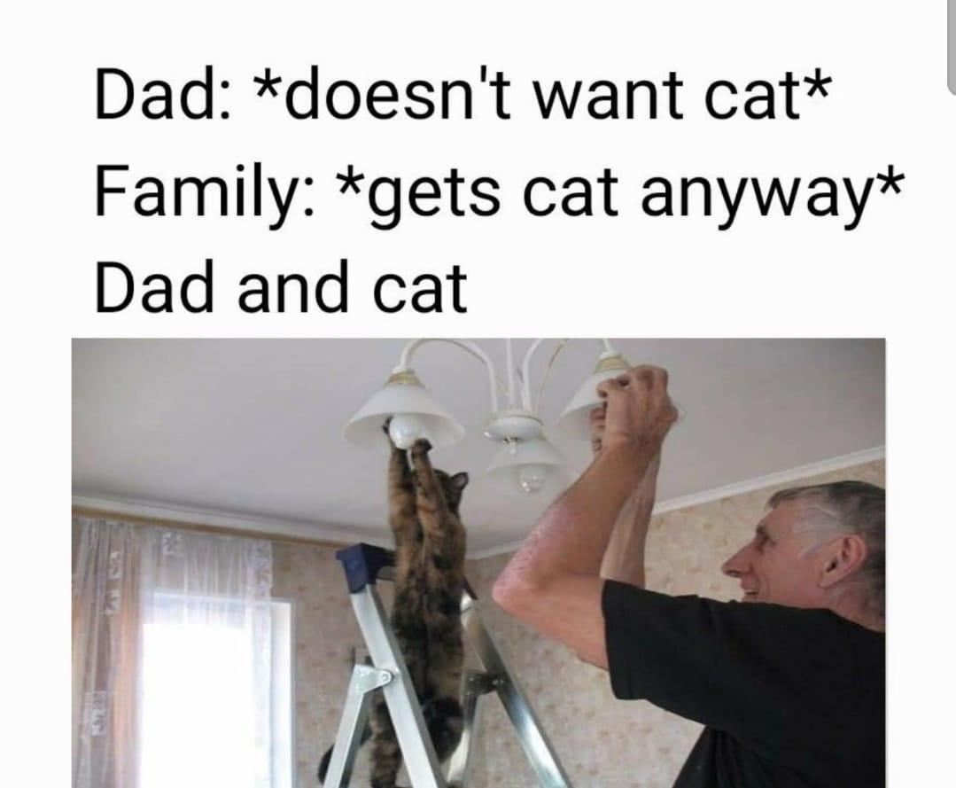 Dad doesnt want cat Family gets cat anyway Dad and cat