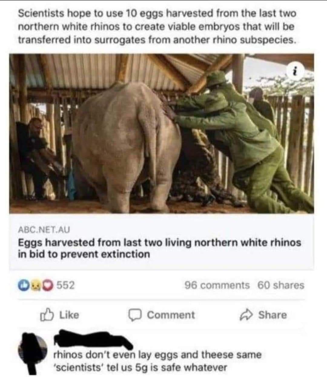 Scientists hope to use 10 eggs harvested from the last two northern white rhinos to create viable embryos that will be transferred into surrogates from another rhino subspecies ABCNETAU Eggs harvested from last two living northern white rhinos in bid to prevent extinction Ouo 552 96 comments 60 share 7Y Like O comment 2 Share rhinos dont even lay eggs and theese same scientists tel us 5g is safe w