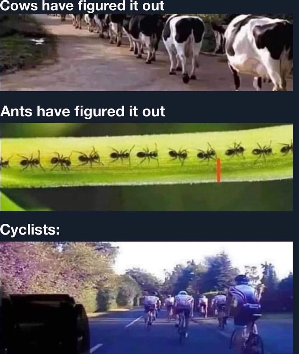 Cows have figured it out LG E R T VTe B e 1T 4