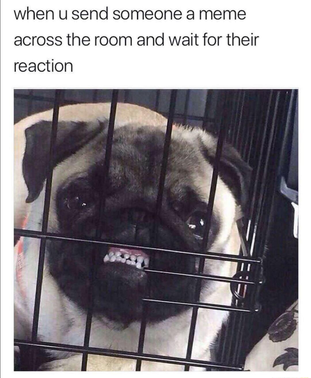 when u send someone a meme across the room and wait for their reaction