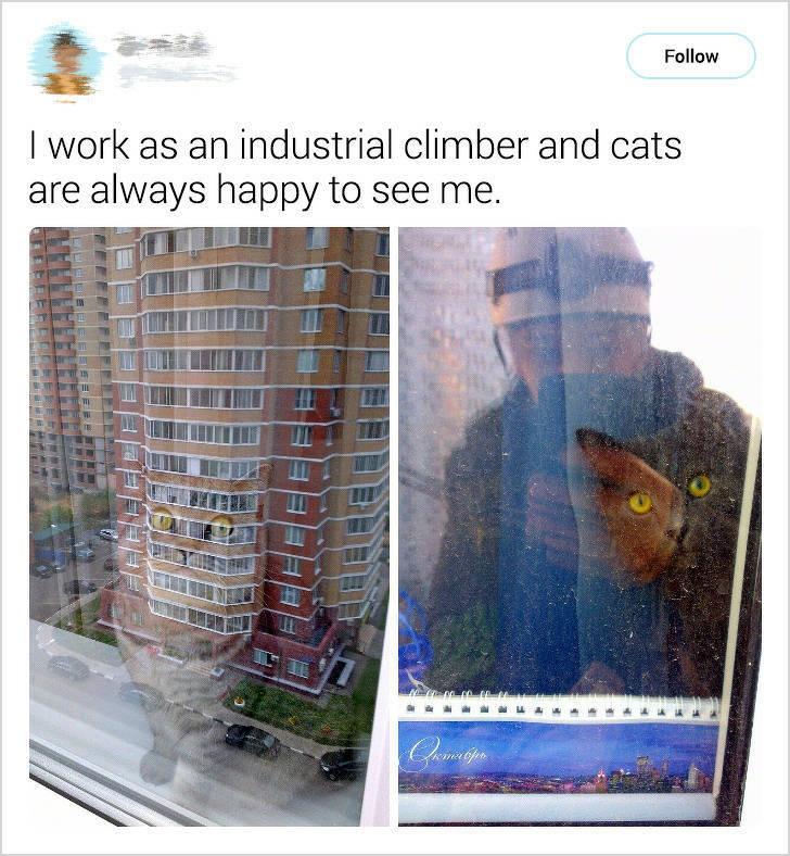 I work as an industrial climber and cats are always happy to see me