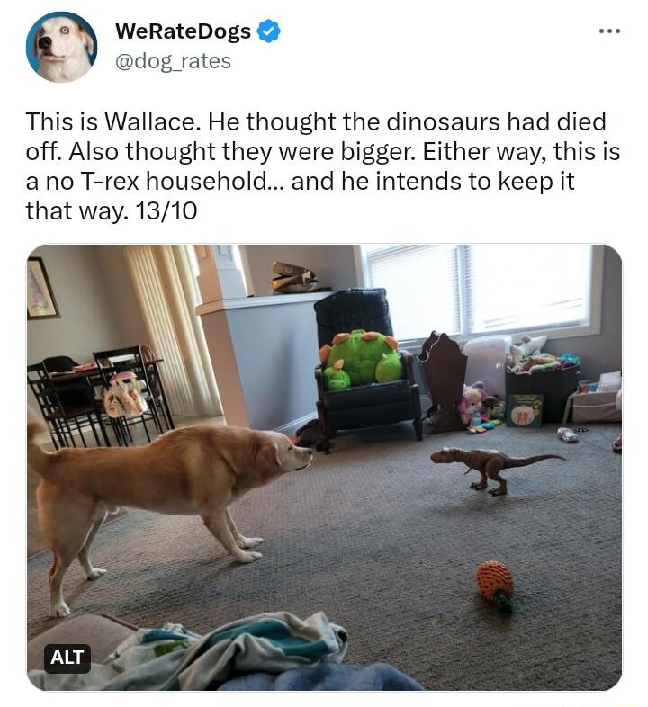 WeRateDogs dog rat This is Wallace He thought the dinosaurs had died off Also thought they were bigger Either way this is ano T rex household and he intends to keep it that way 1310