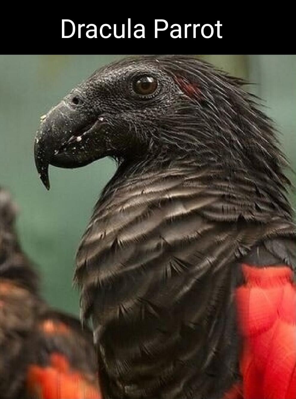 Dracula Parrot