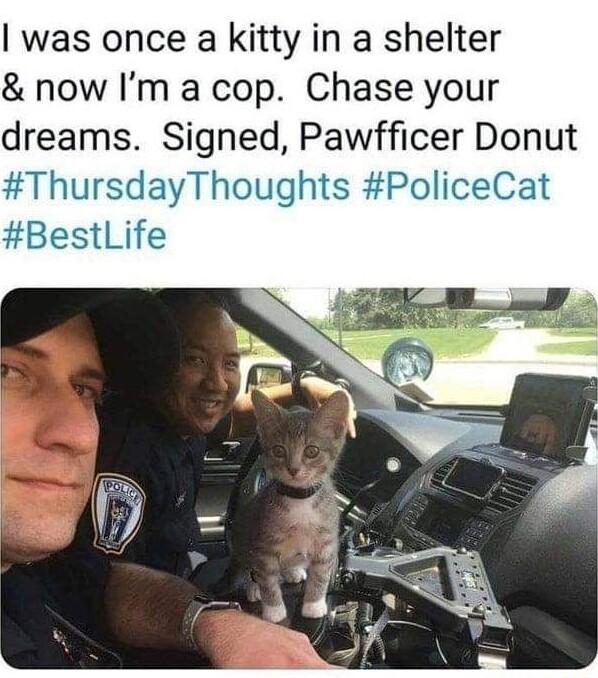 was once a kitty in a shelter now Im a cop Chase your dreams Signed Pawfficer Donut ThursdayThoughts PoliceCat M BestLife