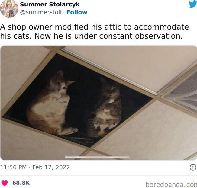 Summer Stolarcyk summerstoli Follow A shop owner modified his attic to accommodate his cats Now he is under constant observation 1156 PM Feb 12 2022 688K