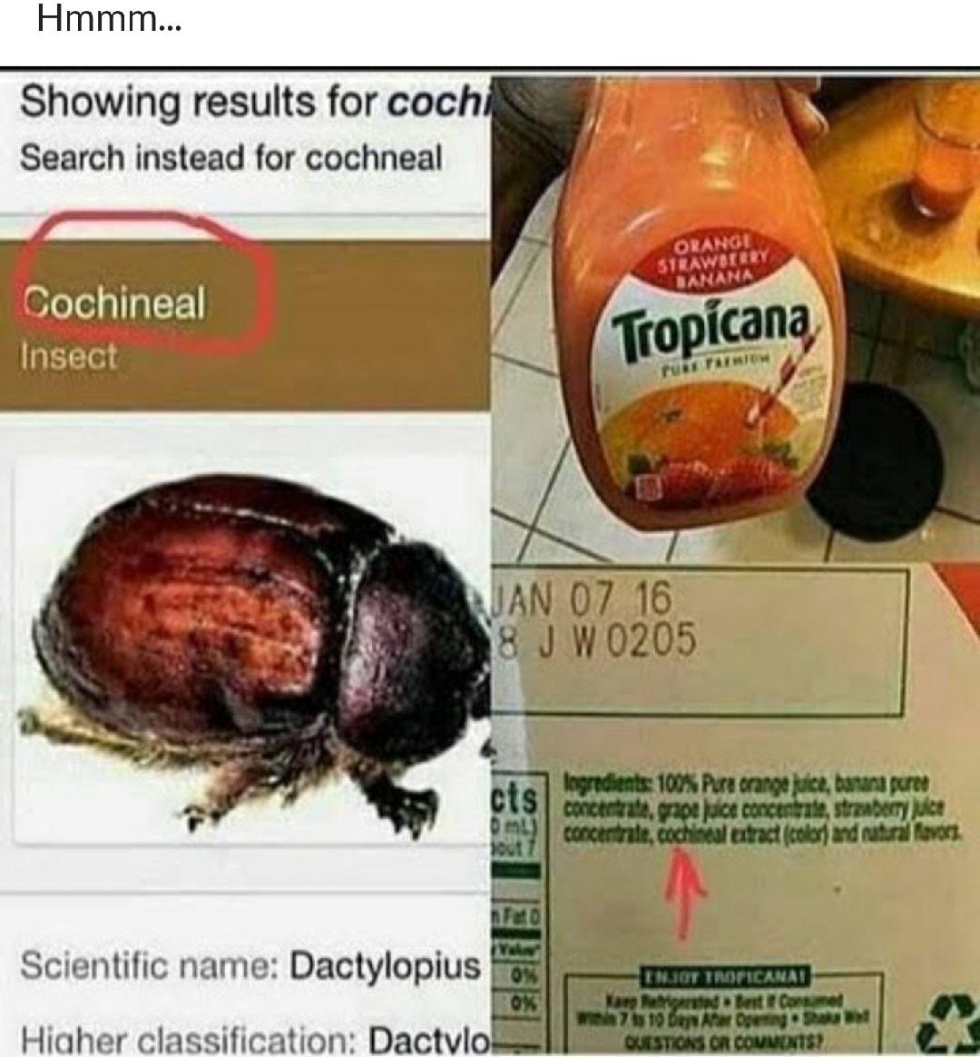 Showing results for coch Search instead for cochneal GCochineal Scientific name Dactylopius Hiaher classification Dactvlo