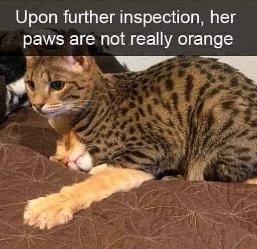 Upon further inspection her paws are not really orange