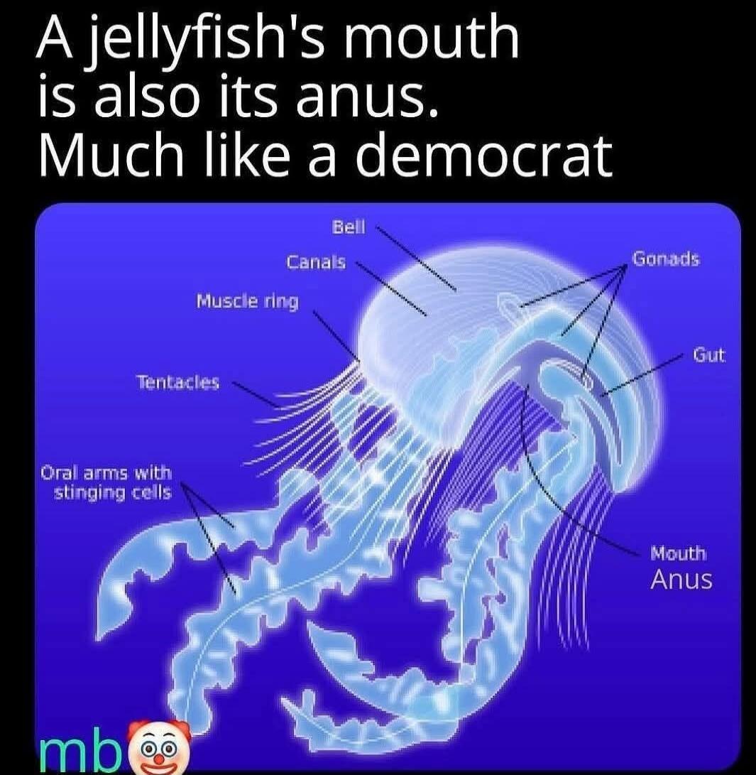 A jellyfish's mouth is also its anus. Much like a democrat. Bell, Canals, Muscle ring, Tentacles, Oral arms with stinging cells, Gonads, Gut, Mouth Anus.