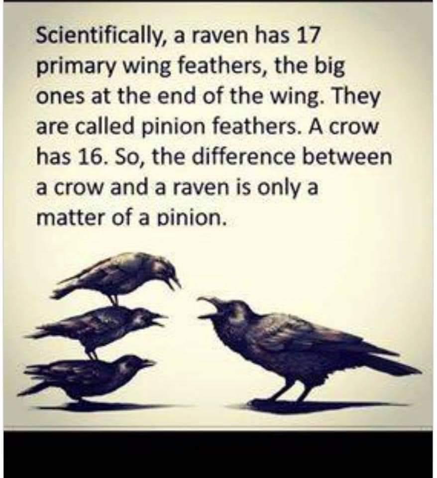 Scientifically a raven has 17 primary wing feathers the big ones at the end of the wing They are called pinion feathers A crow has 16 So the difference between acrow and a raven is only a matter of a pinion