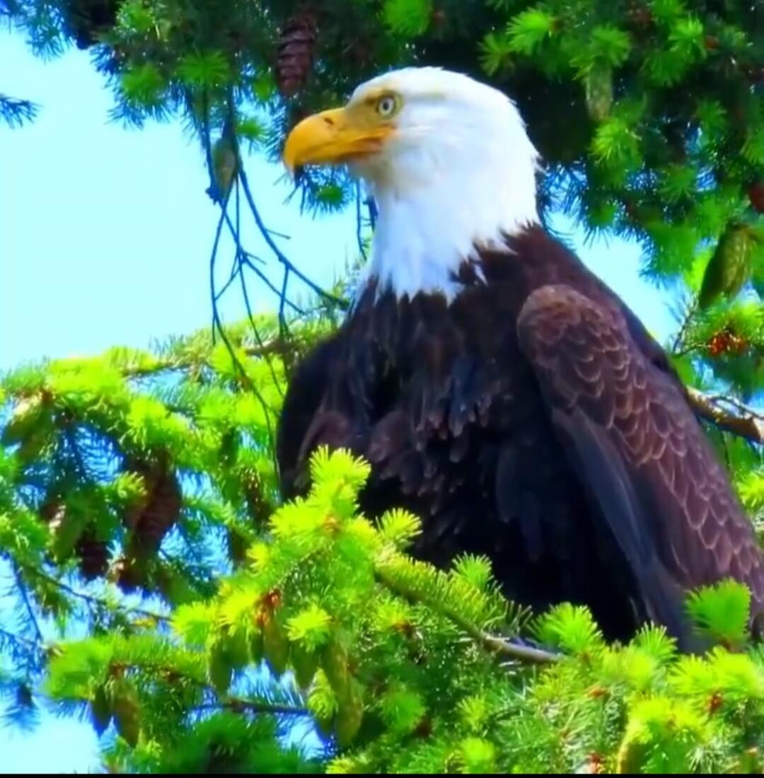 Bald eagle perched on a tree among green branches.