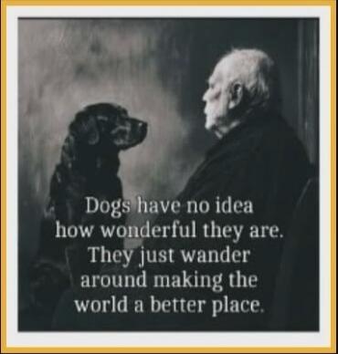 Dogs have no idea how wonderful they are. They just wander around making the world a better place.