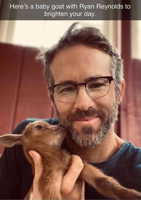 Heres a baby goat with Ryan Reynolds to 1o y CURYCITe VA