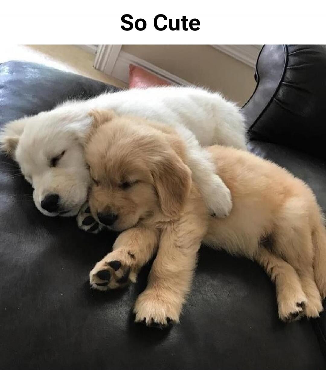 So Cute