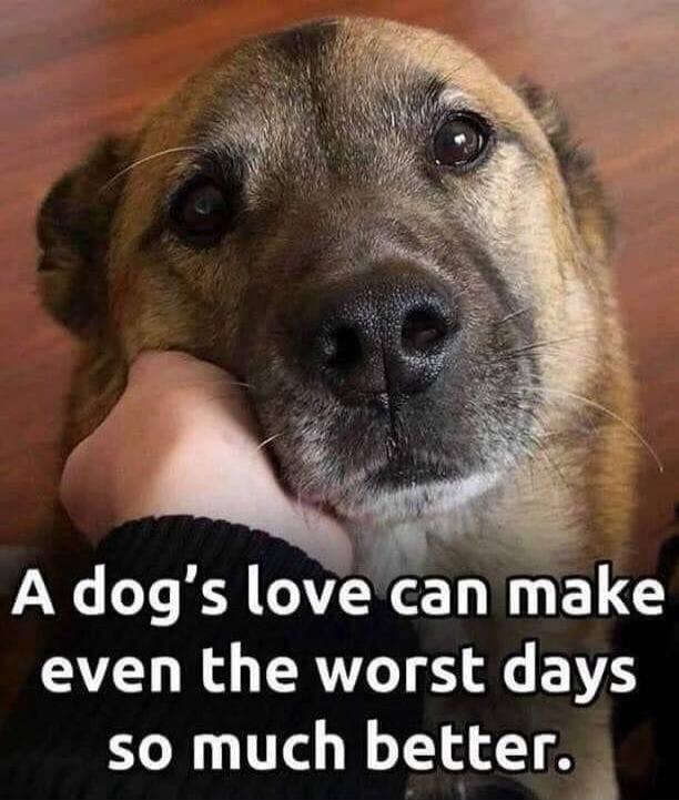 A dog's love can make even the worst days so much better.