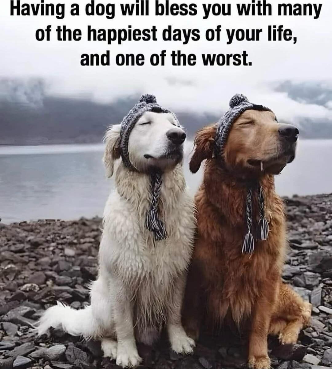 Having a dog will bless you with many of the happiest days of your life, and one of the worst.