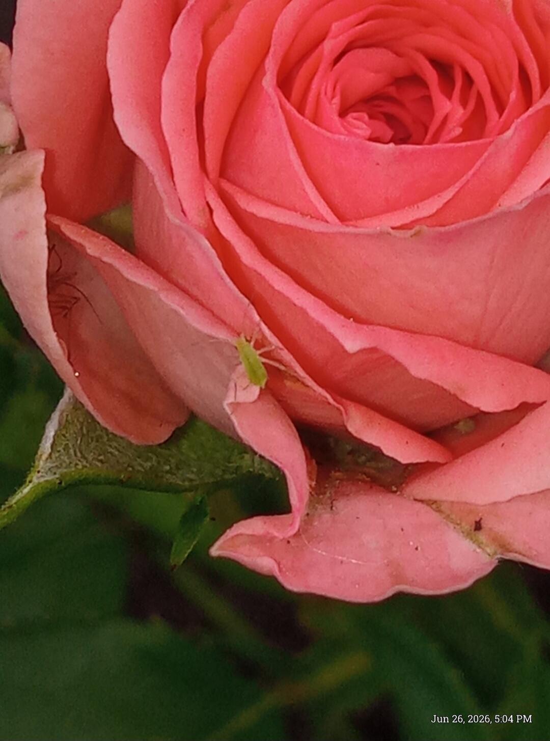 Jun 26, 2026, 5:04 PM. A close-up shot of a pink rose with a small green aphid on one of its petals.