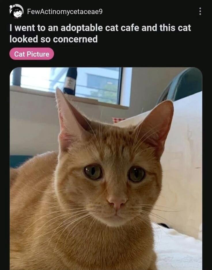 I went to an adoptable cat cafe and this cat looked so concerned

Cat Picture