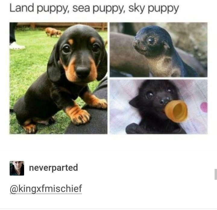 Land puppy sea puppy sky puppy neverparted kingxfmischief