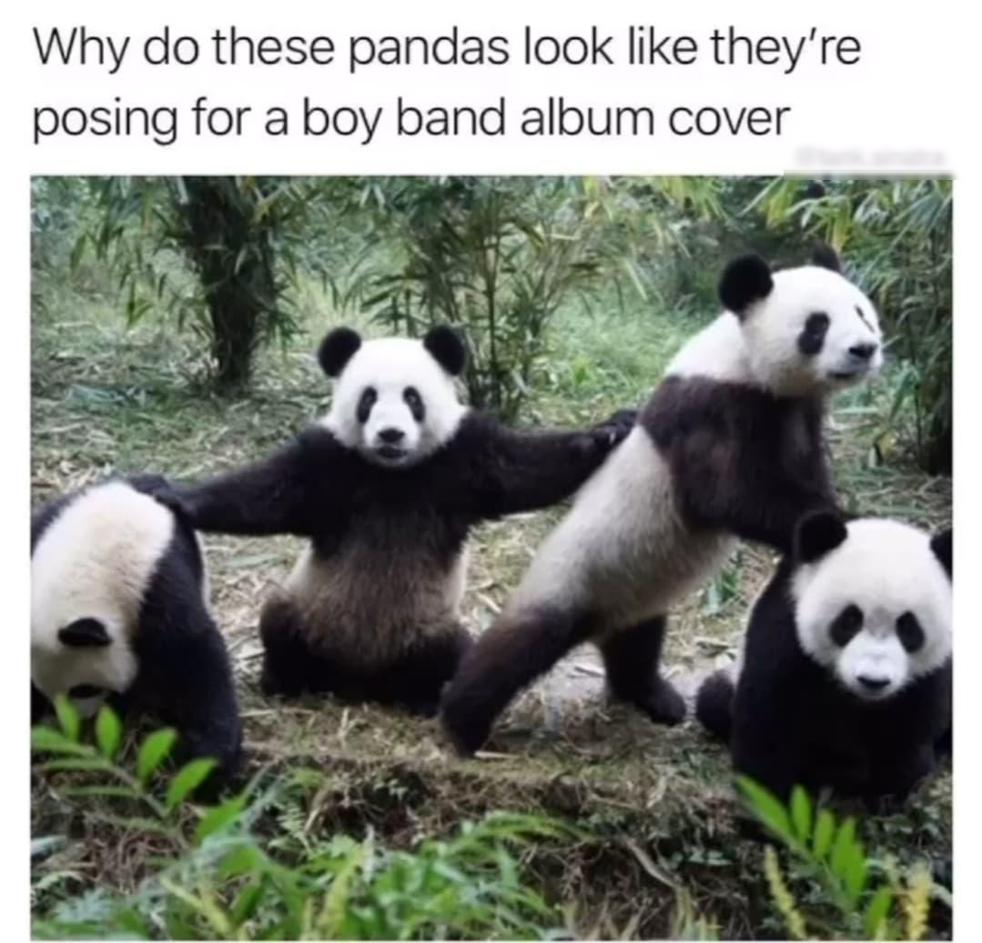 Why do these pandas look like theyre posmg for a boy band album cover