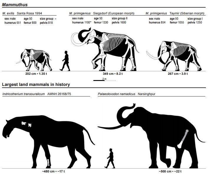 Mammuthus Mexils_Santa Rosa 1994 Mprimigenius _Siegsdorf European morph M primigenius _Taymir Siberian morph sexmde ageS sizegroup sexnde ages saogoupll senale agesd sizegroupl humerus 551 femur 600 pelvis 818 humerus 100 fomur 1330 pas 1600 humerus 854 femur 1055 pelve 1250 vv z am E V 3 Sozem 1350 Mot Toem st 2 Largest land mammals in history Incricotherium transoursiicum _AMNH 26168775 Palasolo