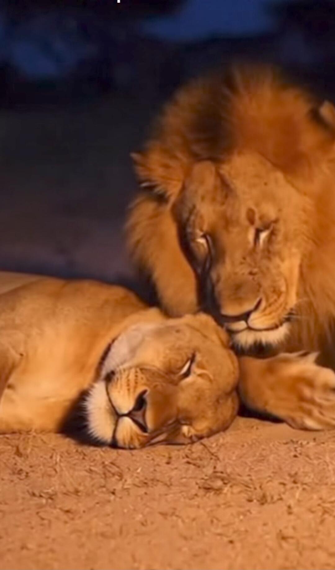 A male and female lion cuddling affectionately on the ground at night.