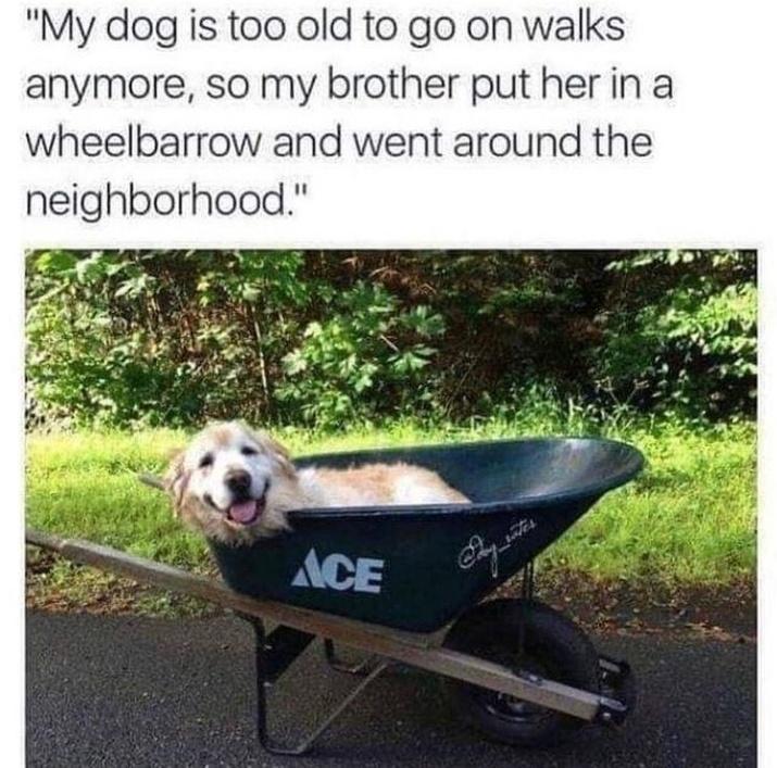 My dog is too old to go on walks anymore so my brother put herin a wheelbarrow and went around the neighborhood