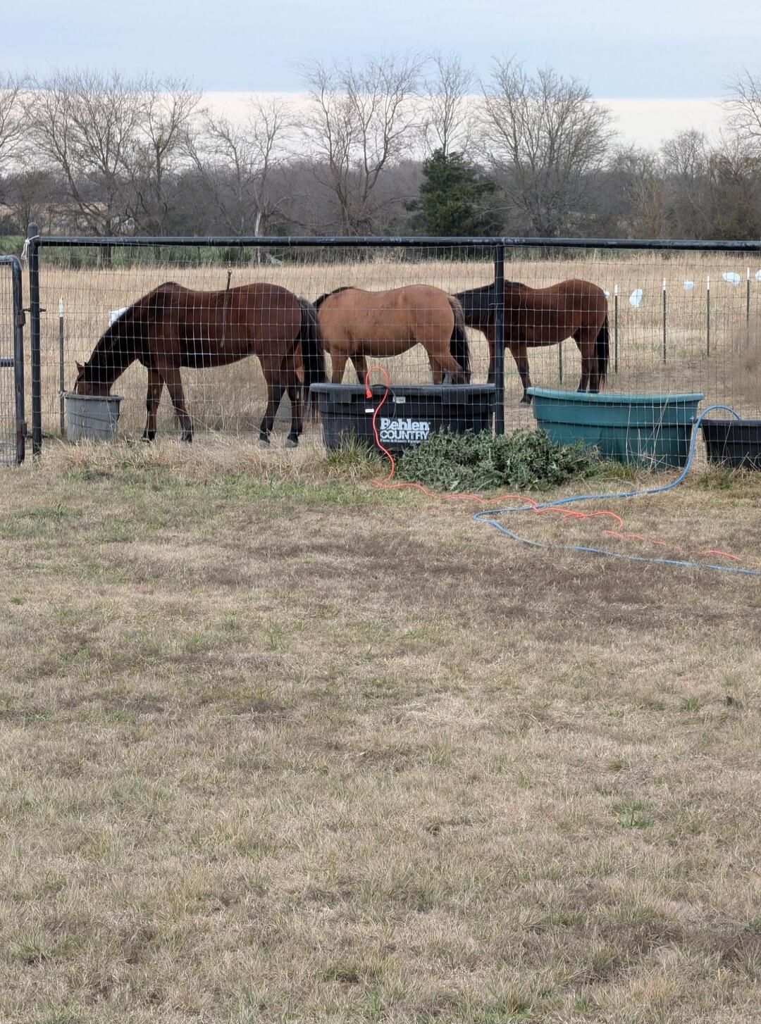 Three horses at a fence with water troughs. A barrel in the center has text that appears to include the word 'County'.