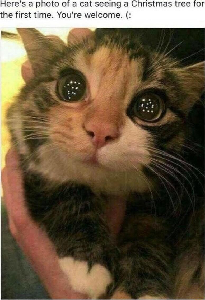 Heres a photo of a cat seeing a Christmas tree for the first time Youre welcome