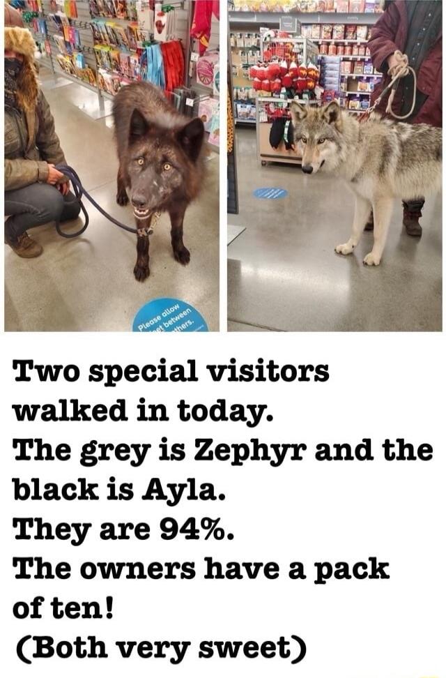 Two special visitors walked in today The grey is Zephyr and the black is Ayla They are 94 The owners have a pack of ten Both very sweet