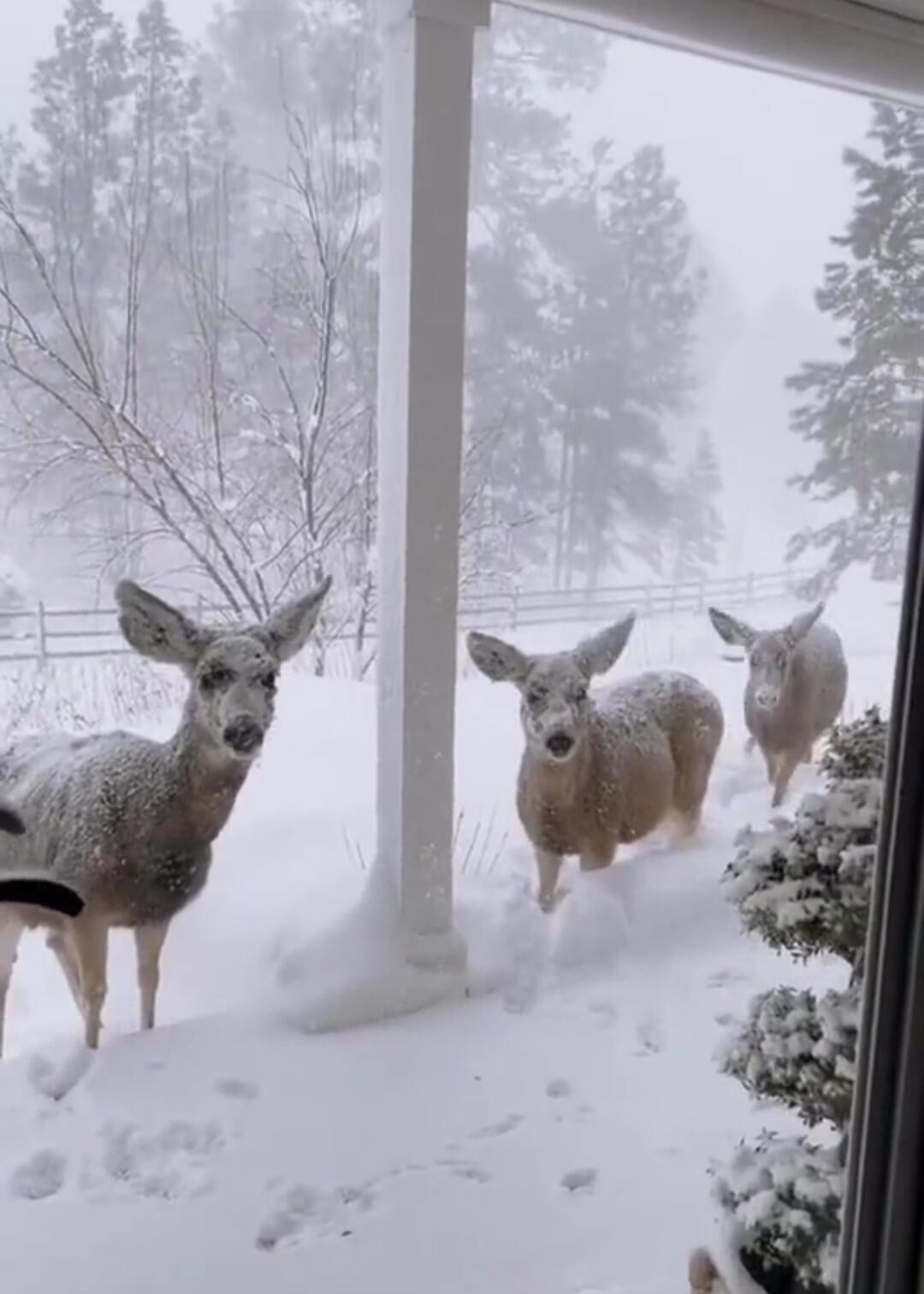 Three deer standing in the snow outside a house, near a porch.