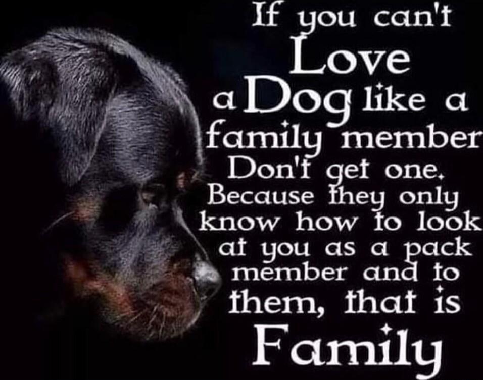 ou cant ove aDog like a family member Donf get one Because they only know how 1o look at you as a pack member and fo them that is Family