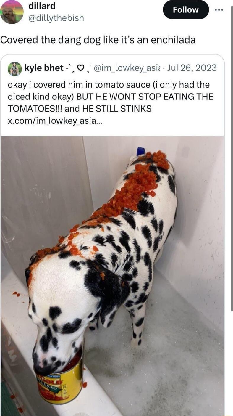 dillard dillythebish Covered the dang dog like its an enchilada tkyle bhet im_lowkey asi Jul 26 2023 okay i covered him in tomato sauce i only had the diced kind okay BUT HE WONT STOP EATING THE TOMATOES and HE STILL STINKS xcomim_lowkey asia