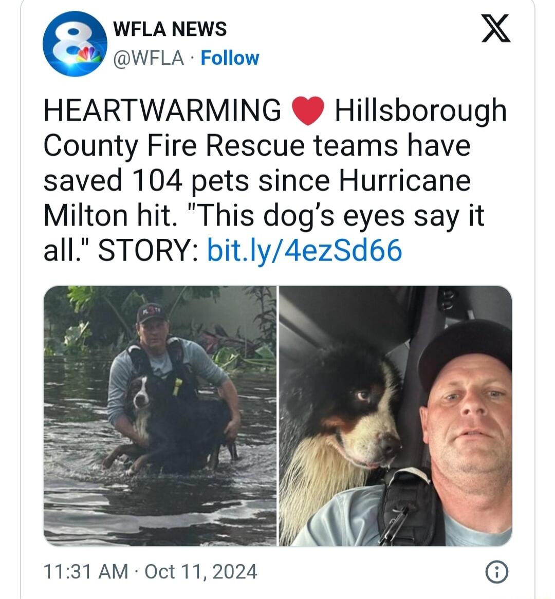WFLA NEWS X WFLA Follow HEARTWARMING Hillsborough County Fire Rescue teams have saved 104 pets since Hurricane Milton hit This dogs eyes say it all STORY bitly4ezSd66 v 1131 AM Oct 11 2024