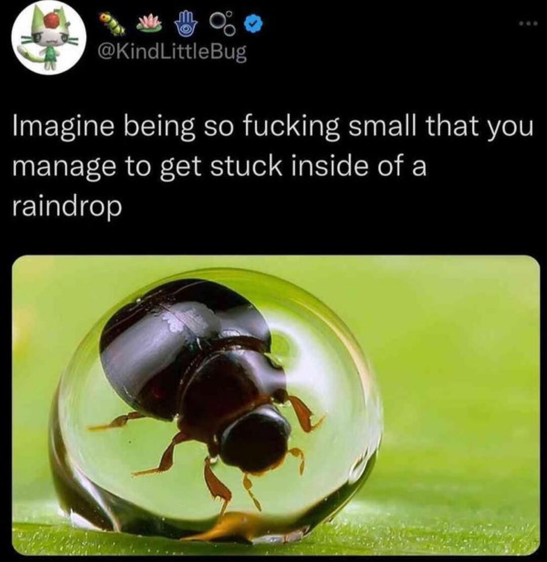 G e KindLittleBug Imagine being so fucking small that you manage to get stuck inside of a Elaleeo