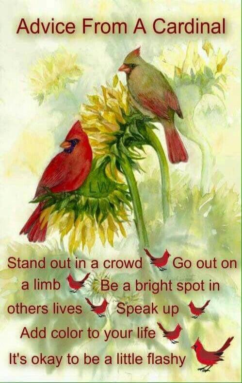 Advice From A Cardinal
Stand out in a crowd
Go out on a limb
Be a bright spot in others lives
Speak up
Add color to your life
It's okay to be a little flashy