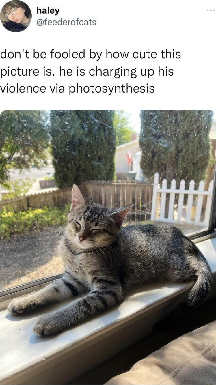 dont be fooled by how cute this picture is he is charging up his iolence via photosynthesis