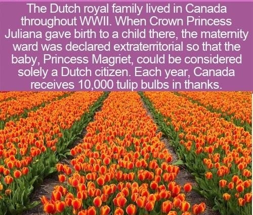 Llelle e ial Jmmwmummum ward was declared extrateritorial so that the Princess Magriet could be considered a Dutch citizen Each year Canada