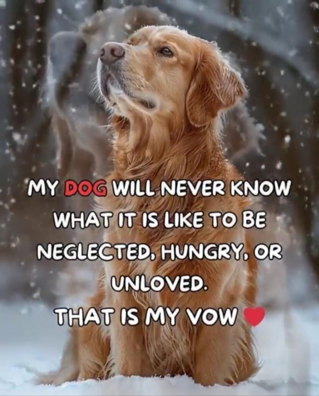 MY DOG WILL NEVER KNOW WHAT IT IS LIKE TO BE NEGLECTED, HUNGRY, OR UNLOVED. THAT IS MY VOW ❤️