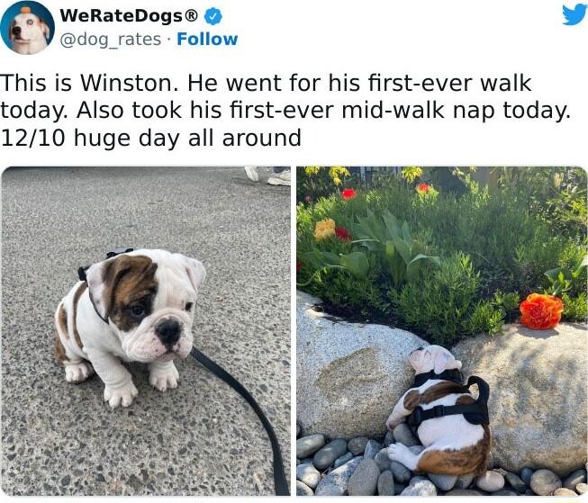 N WeRateDogs og_rates Follow his is Winston He went for his first ever walk oday Also took his first ever mid walk nap today 1210 huge day all around