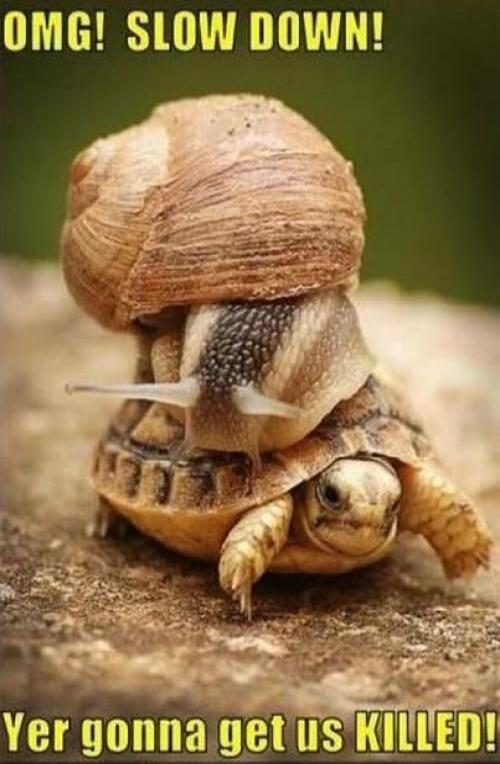 OMG! SLOW DOWN! Yer gonna get us KILLED!