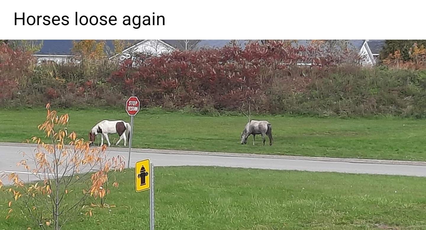 Horses loose again i